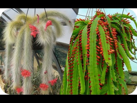Descubre los sorprendentes tipos de cactus colgantes para decorar tu hogar
