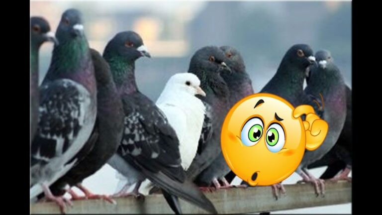 Descubre los distintos tipos de palomas en el mundo
