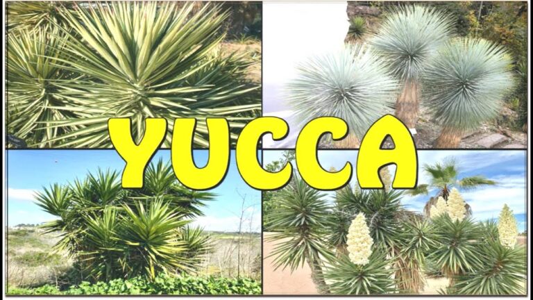 Descubre los sorprendentes tipos de Yucca para decorar tu hogar