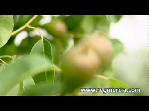 Descubre los variados tipos de peras en España
