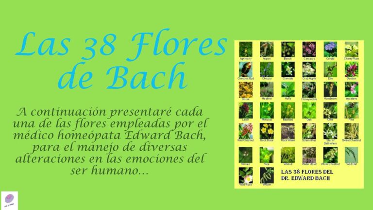 Flores de Bach: descubre los 38 tipos para equilibrar cuerpo y mente